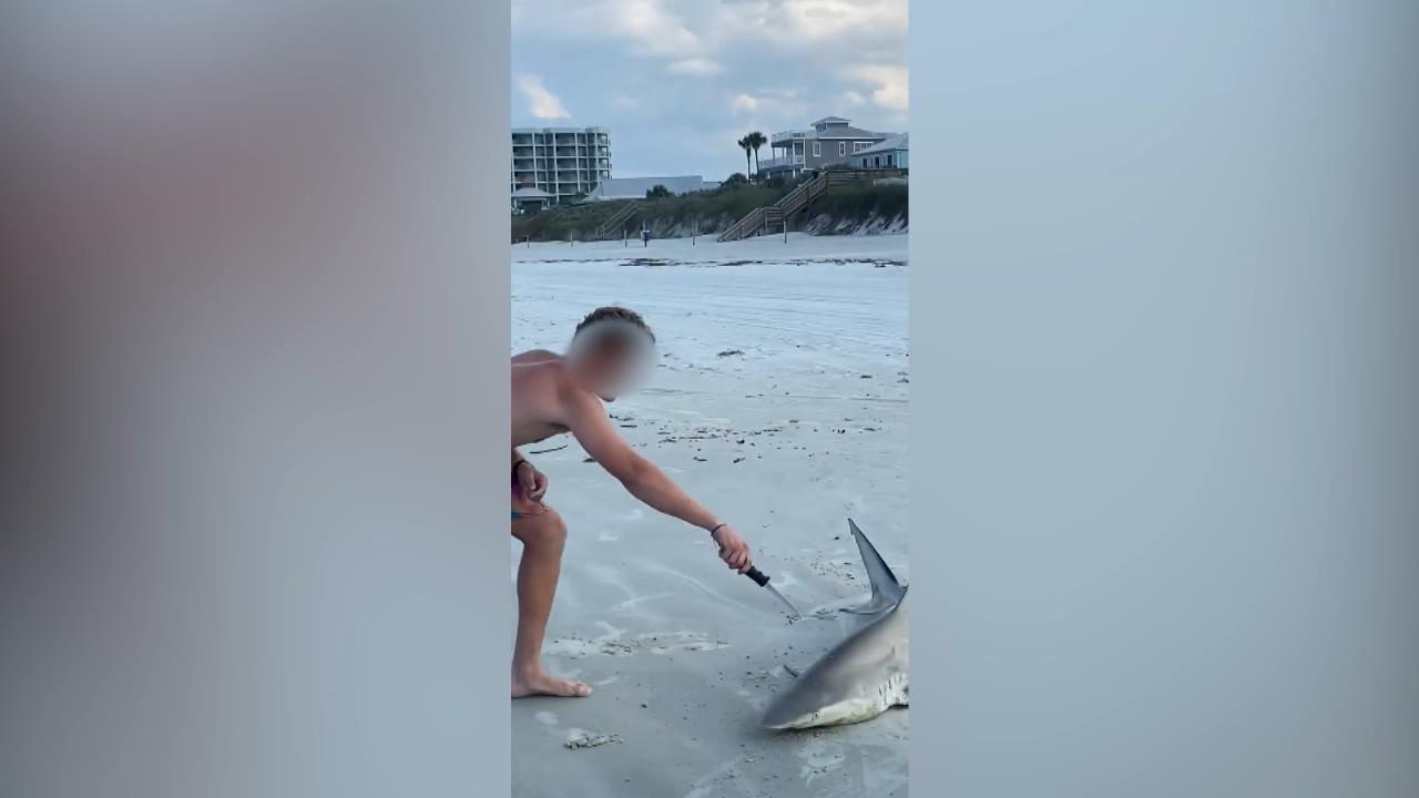 Männer rammen Hai Messer in den Kopf Tierquälerei am Strand in Florida