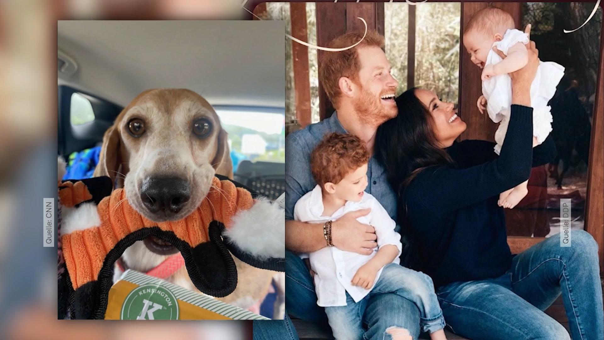 Familienzuwachs für Prinz Harry und Herzogin Meghan Ein Hund für Archie und Lillibet