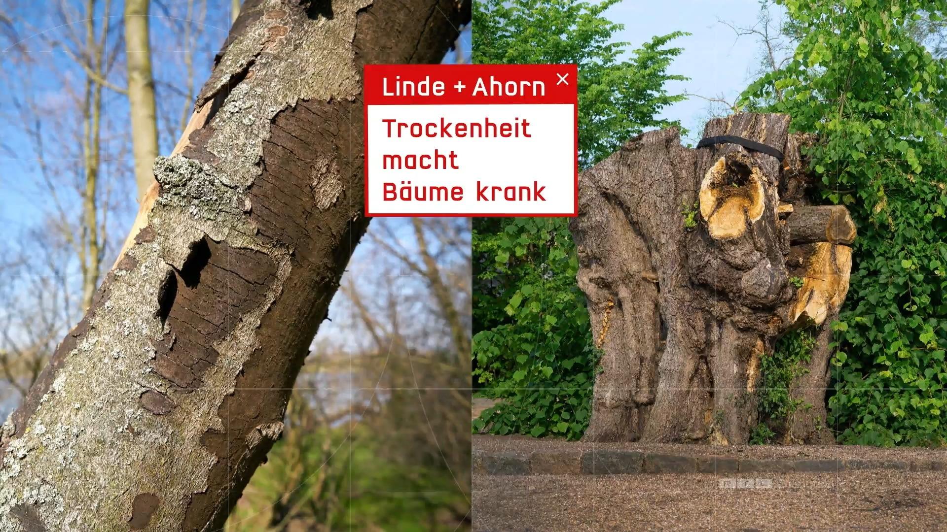 Klimawandel: Linde, Ahorn und Platane vertrocknen Klima Update: Neue Bäume für deutsche Städte