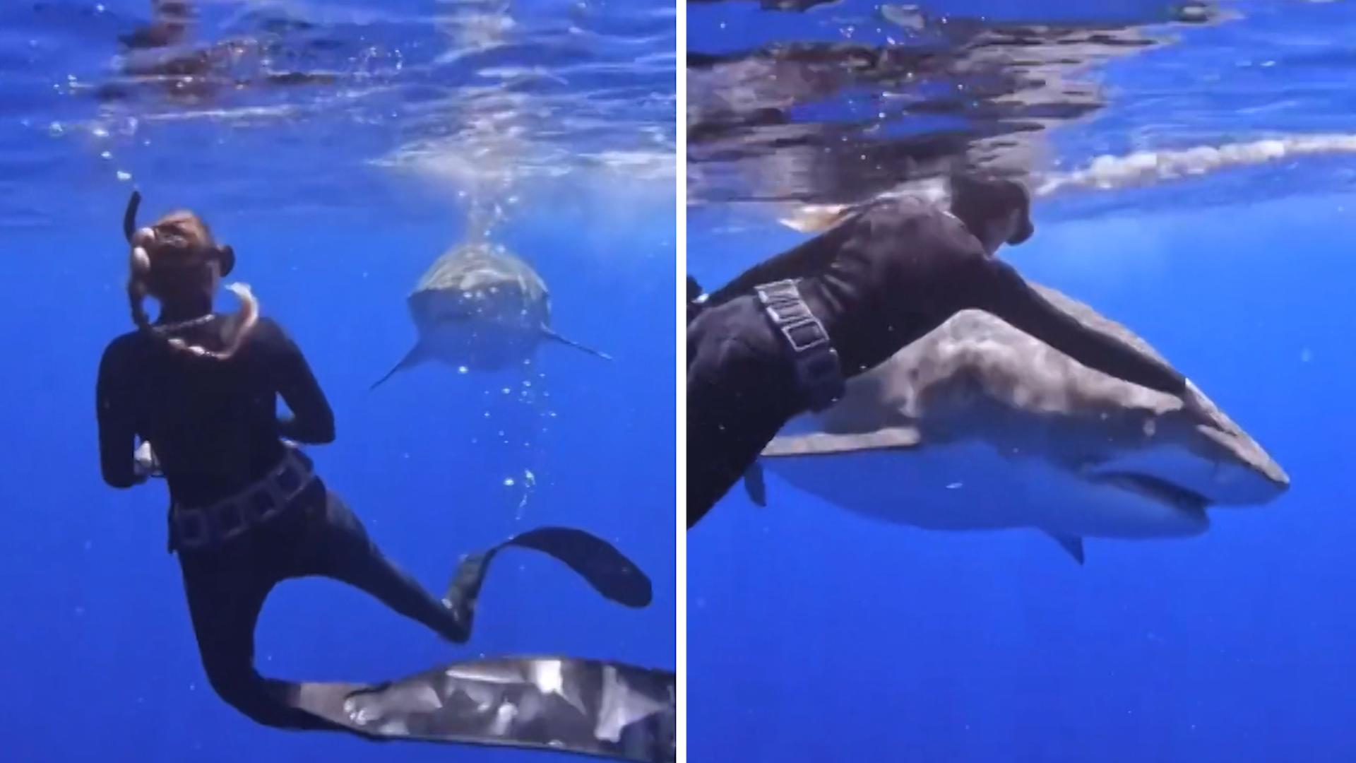 So verhält man sich bei einer Hai-Begegnung unter Wasser! Taucherin macht's vor - am lebenden Beispiel