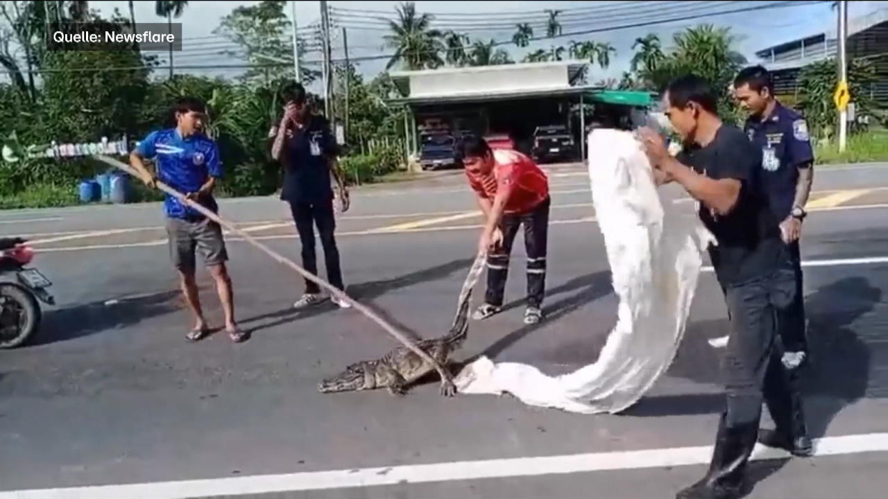 Anwohner versuchen Krokodil einzufangen Thailand: Reptil ausgebüxt