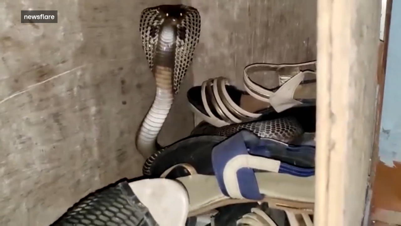 Horror-Fund im Schuhschrank: Aggressive Kobra entdeckt Indien: Experte rettet Familie