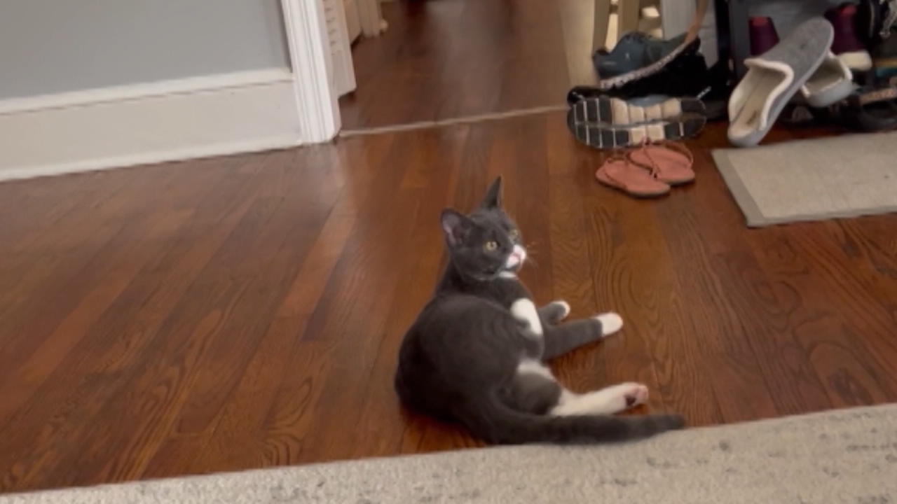 Kätzchen reagiert auf Katzen-Übersetzer-App "Porkchop, komm her!"