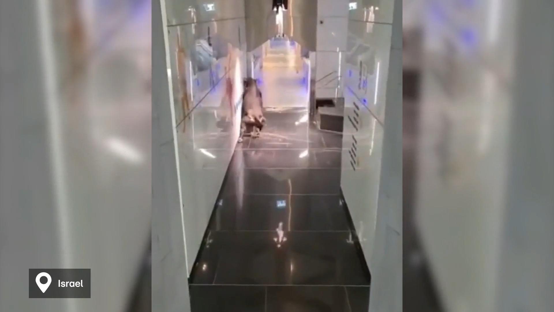 Bulle stürmt in Bank - und durchbricht Seile Einfangversuch scheitert, stundenlange Jagd