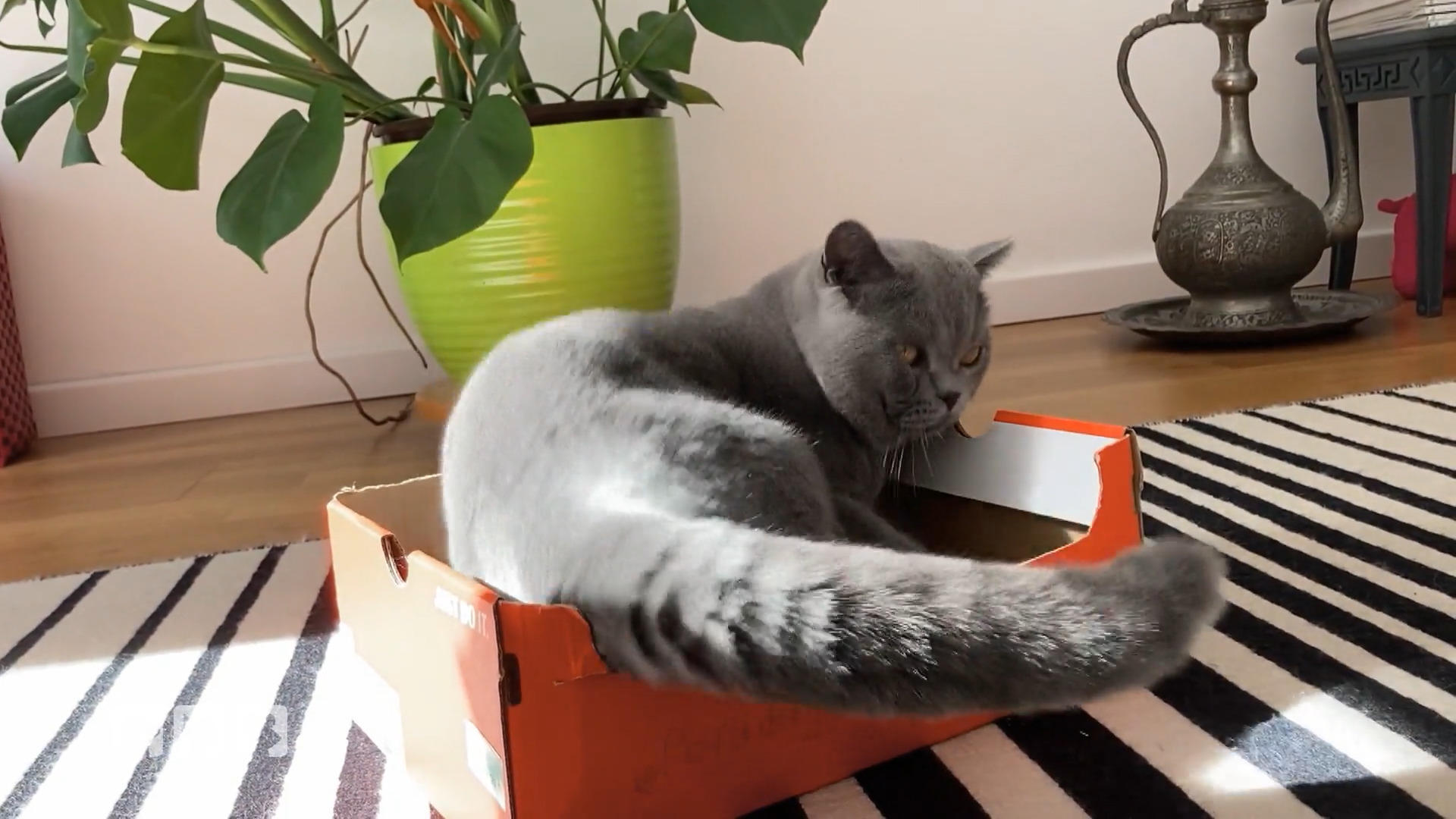 Kate testet ein Katzenspielhaus aus Karton Es rappelt im Karton