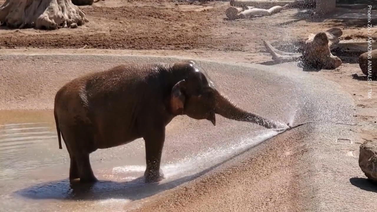 Elefantenjunges kühlt sich mit Schlauch ab Bei über 40 Grad: