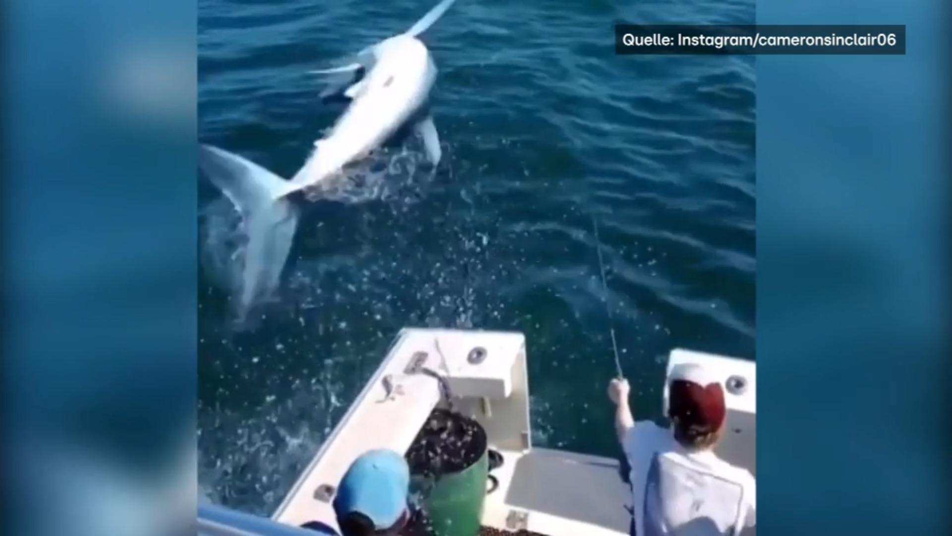 Riesen-Schock! Hai springt Fischern ins Boot Was für ein Sprung