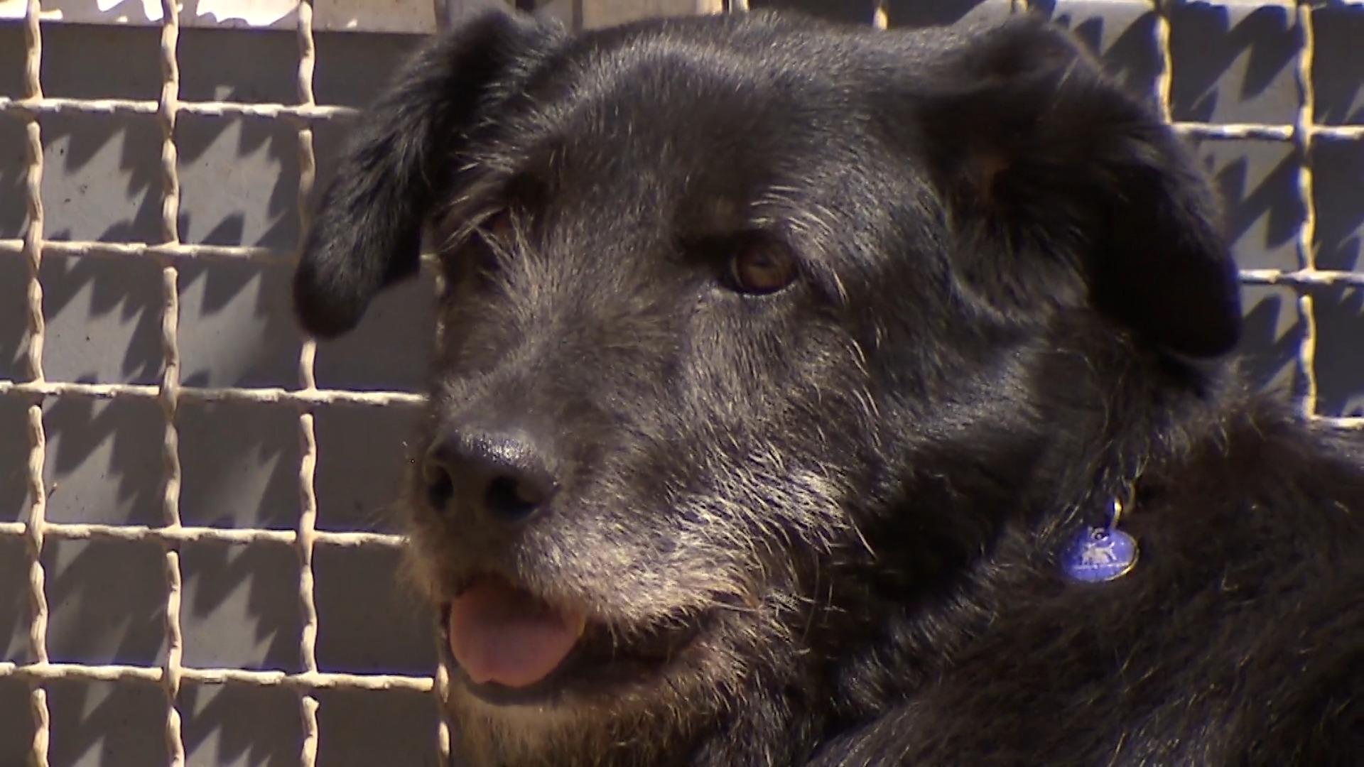 Hündin Fatima braucht ein liebevolles Zuhause Hund sucht Herrchen