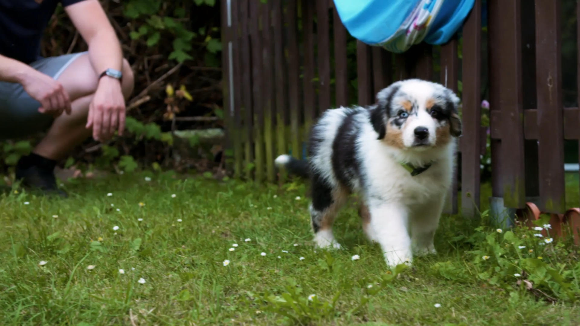 Australian Shepherd Balthasar erkundet mutig den Garten Schnupperstunde