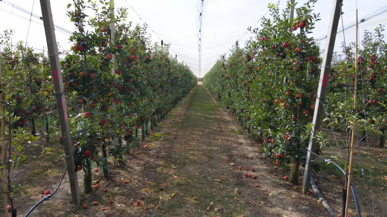 Obstbauern schlagen Alarm Mundraub in NRW