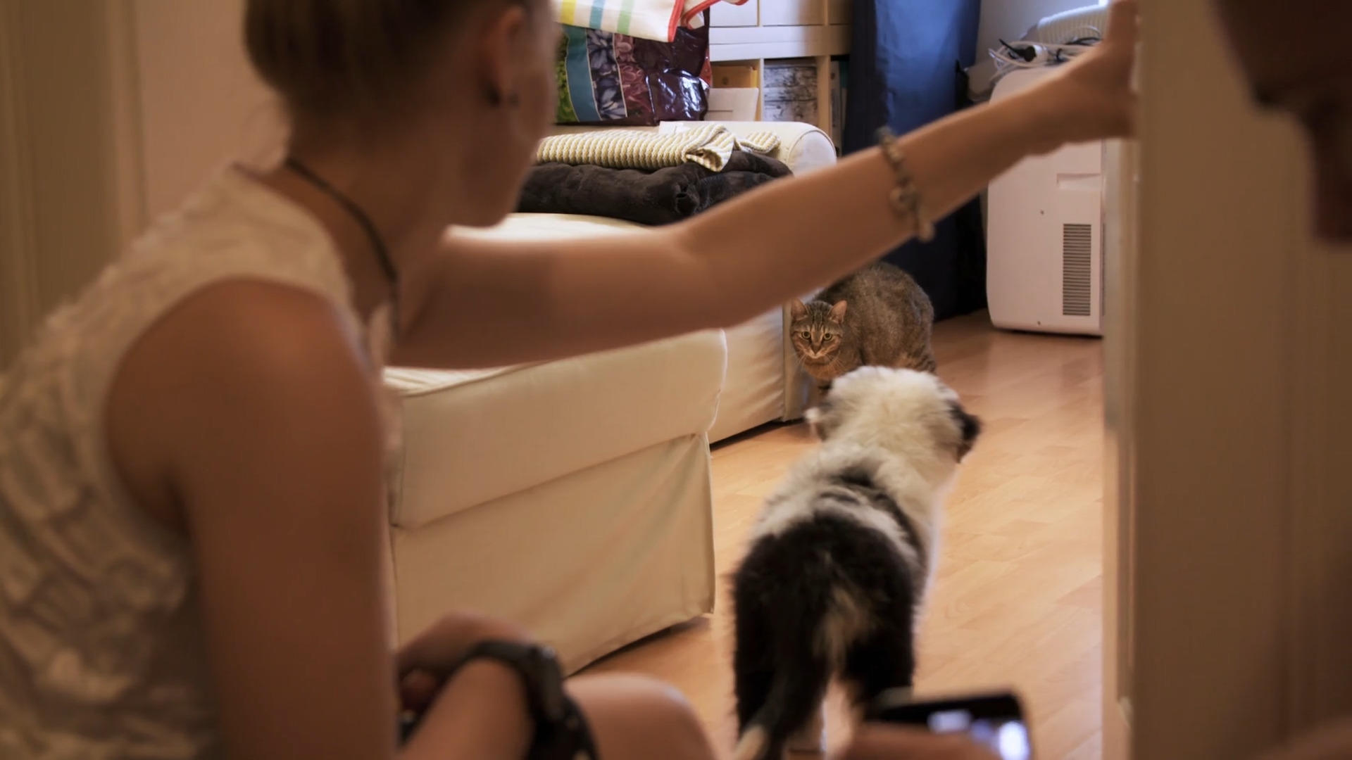 Katze Wilma lernt Hundewelpe Balthasar kennen Etwas übermütig