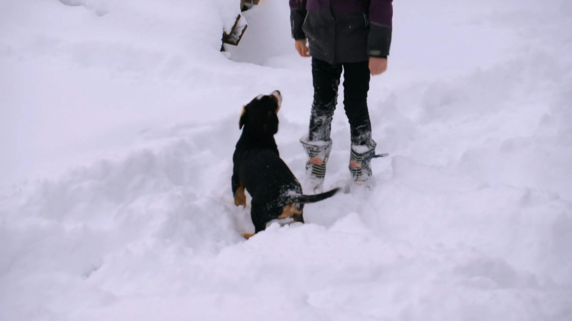 Abby und ihr Frauchen tollen im Schnee Kalte Füße