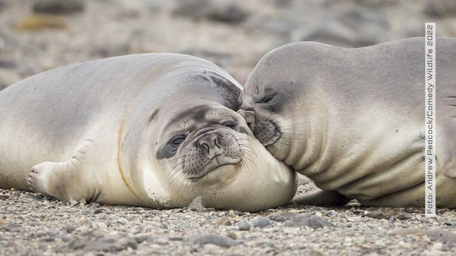 Auch Tiere sehen manchmal urkomisch aus Comedy Wildlife Award