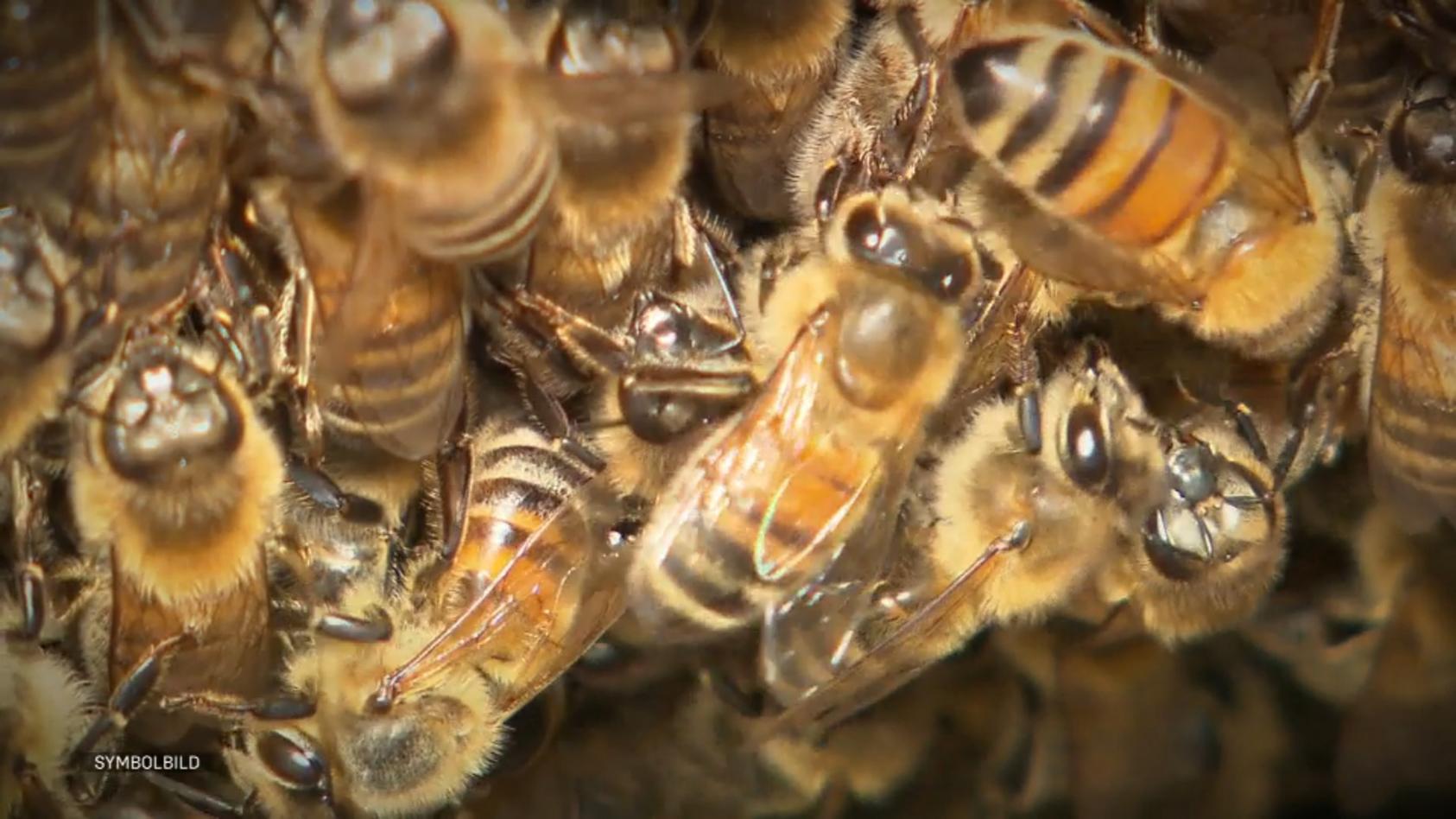 Imker hetzt Bienen auf Stadt-Mitarbeiter Wie ein Konflikt völlig eskalierte...