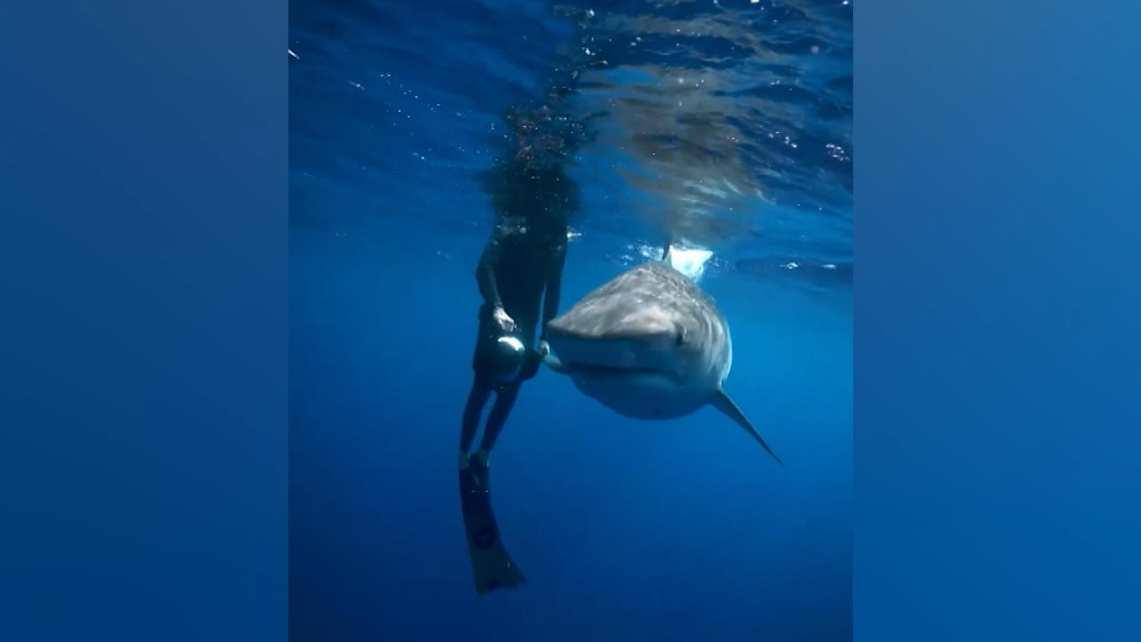 Irre Begegnung: Mann berührt Tigerhai mit der Hand Glücklicherweise geht es glimpflich aus