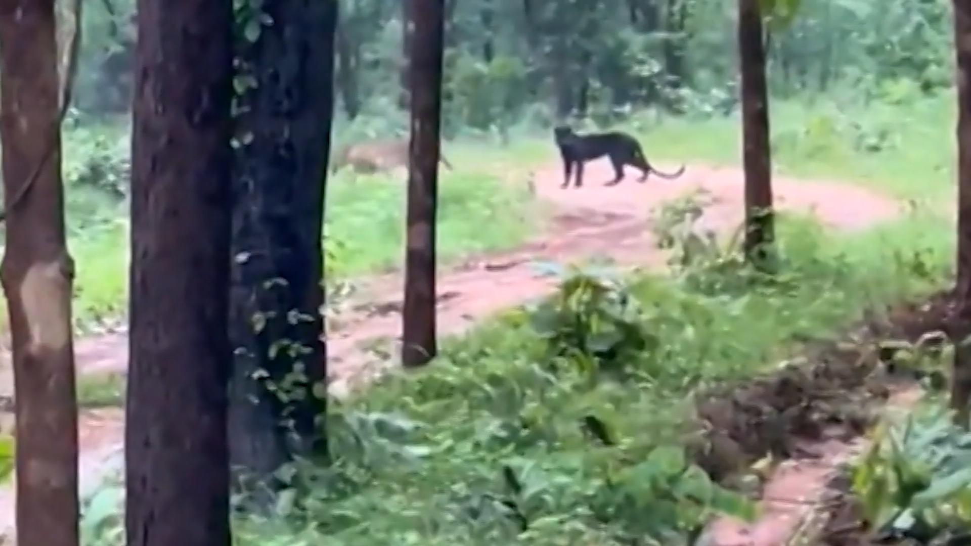 Indien: Schwarzer Leopard in Nationalpark entdeckt Von ihnen gibt es nur ein Dutzend auf der Welt