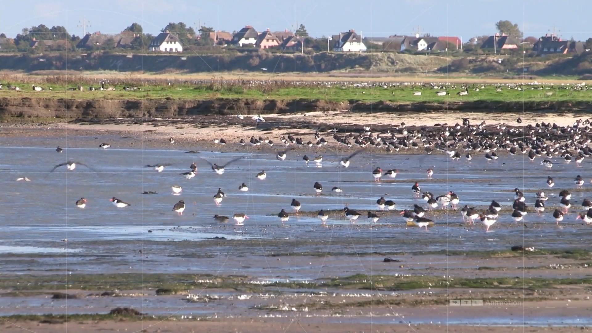 Zahl der Vögel im Wattenmeer nimmt ab Klima Update