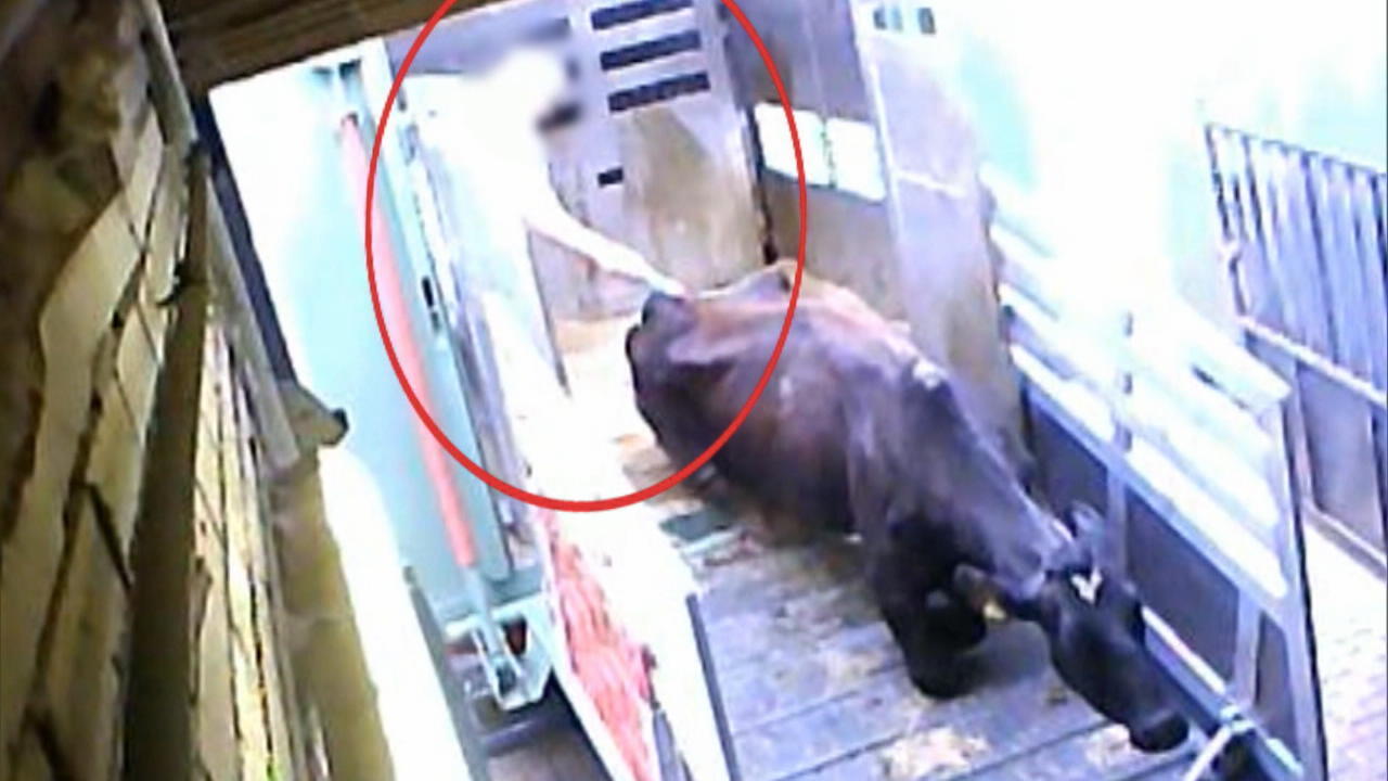 Verletzte Kühe mit Elektroschocks gequält Nur Bewährung für Ex-Schlachthof-Mitarbeiter