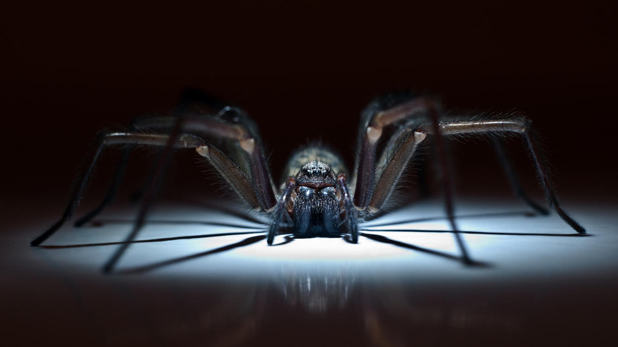 Eeewww!  Spider Phobia Treatment: These Methods Work Now they are crawling in our homes