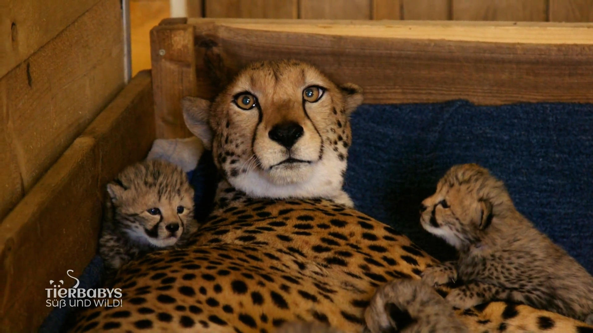 Geparden Nachwuchs im Safari Land! Freude über Geparden Babys