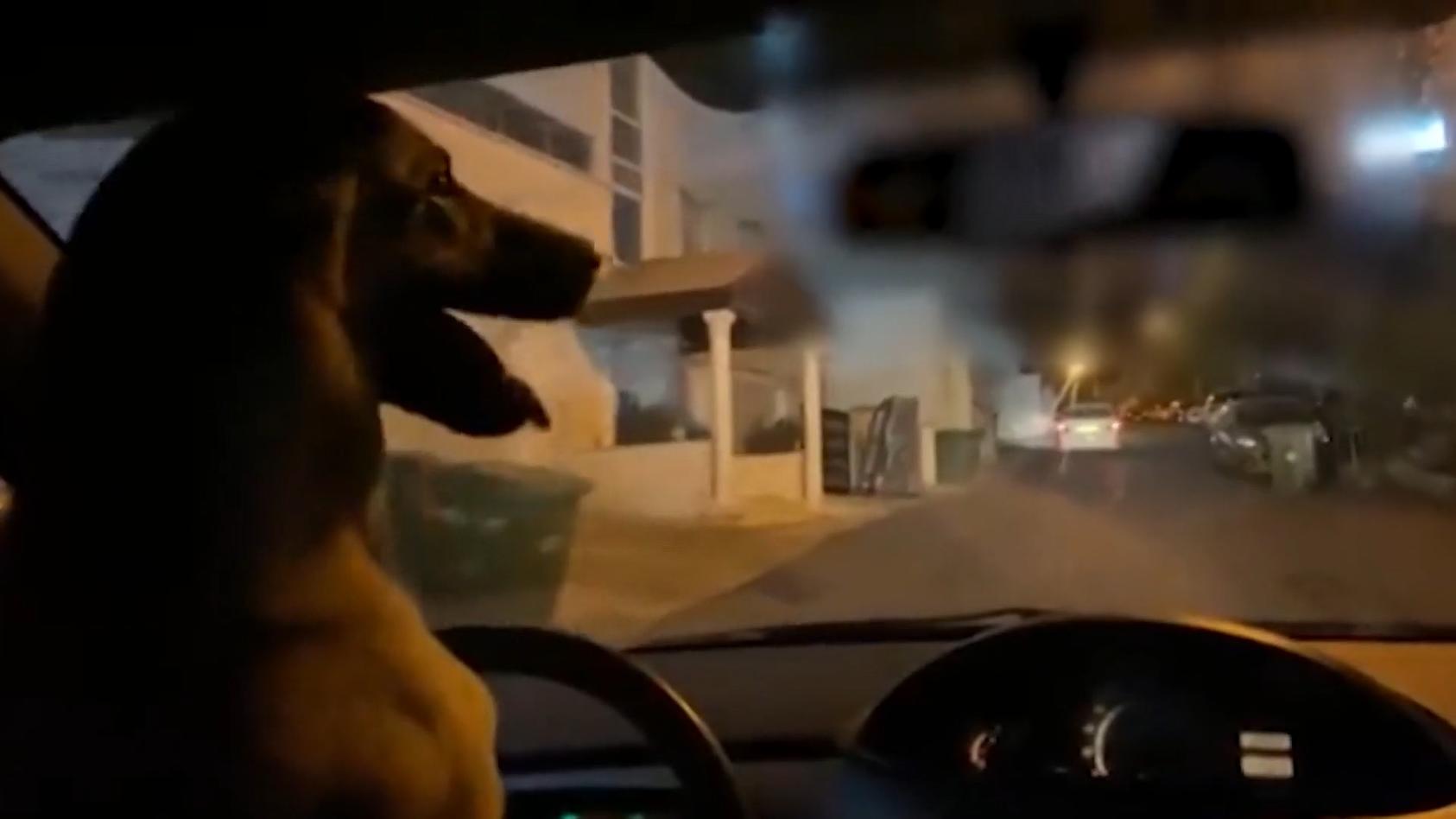 Israel: Hund fährt Auto - Besitzer wandert in den Knast Herrchen ließ ihn ans Steuer