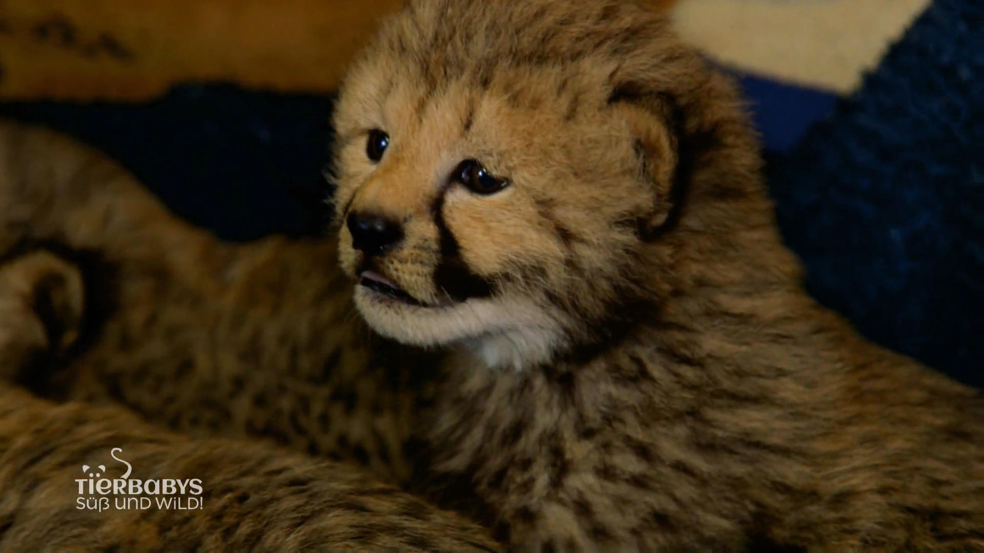 „Es sind Wildtiere, das darf man nicht vergessen“ Arztbesuch für die Geparden Babys
