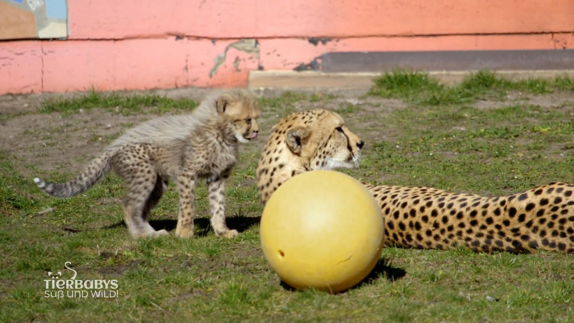Die kleinen Geparden genießen ihre Freiheit „Eine tolle Familie“