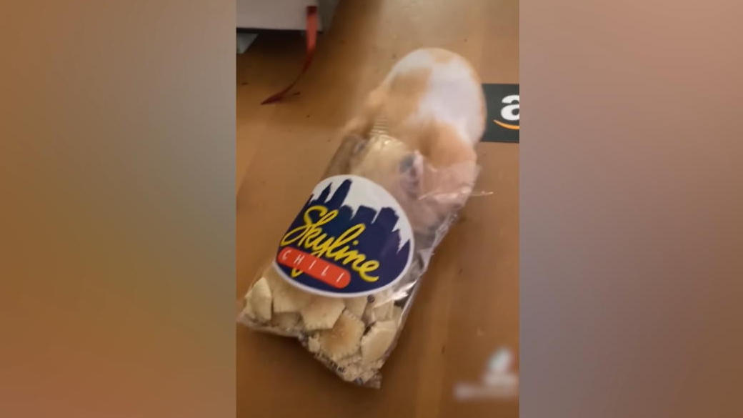 Wie viele passen da rein?! Hamster Hamantha hamstert Cracker Cincinnatis Cracker-Cowgirl