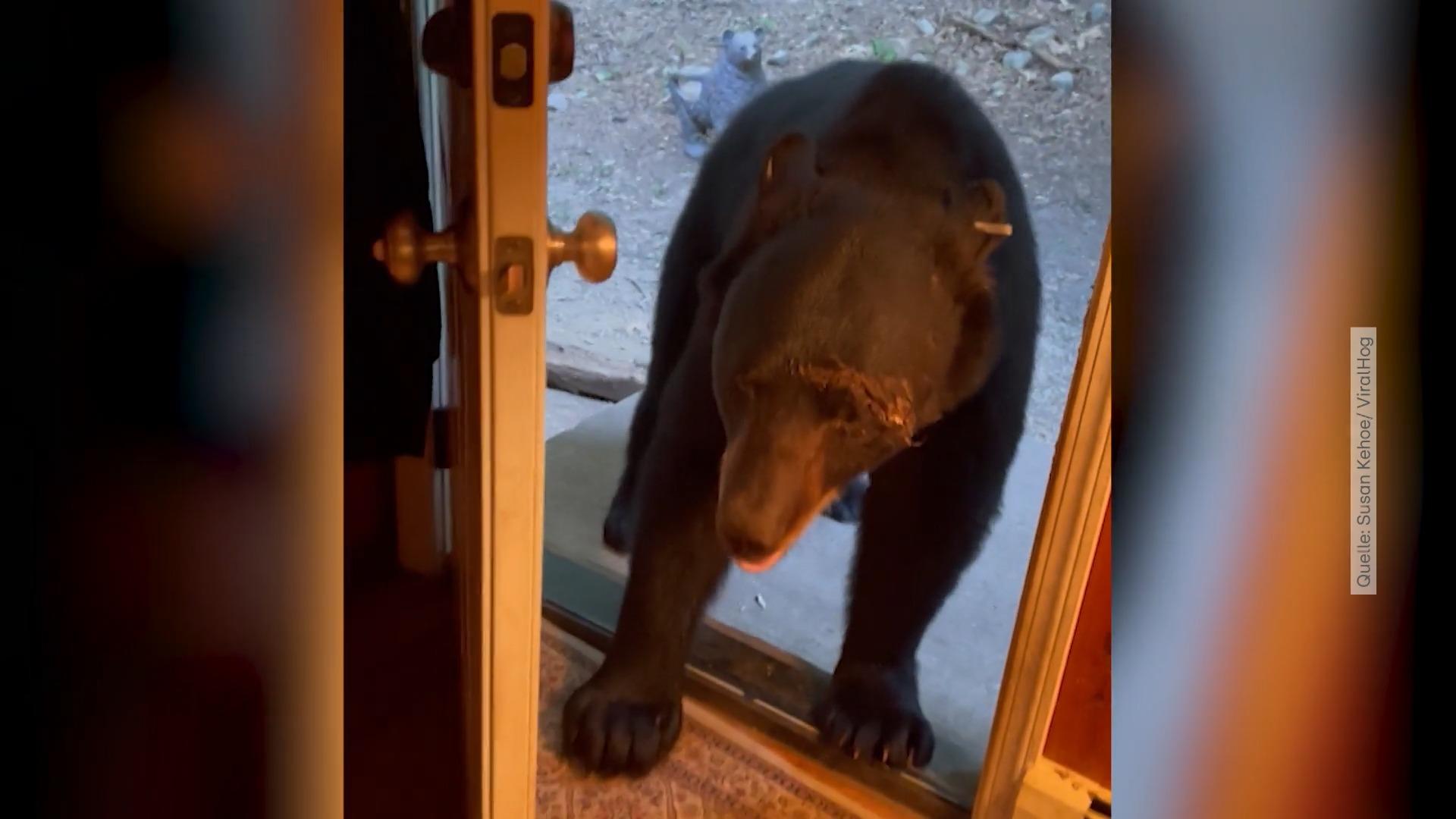 Tür zu? Dieser Bär hat Manieren! Tierschützerin filmt