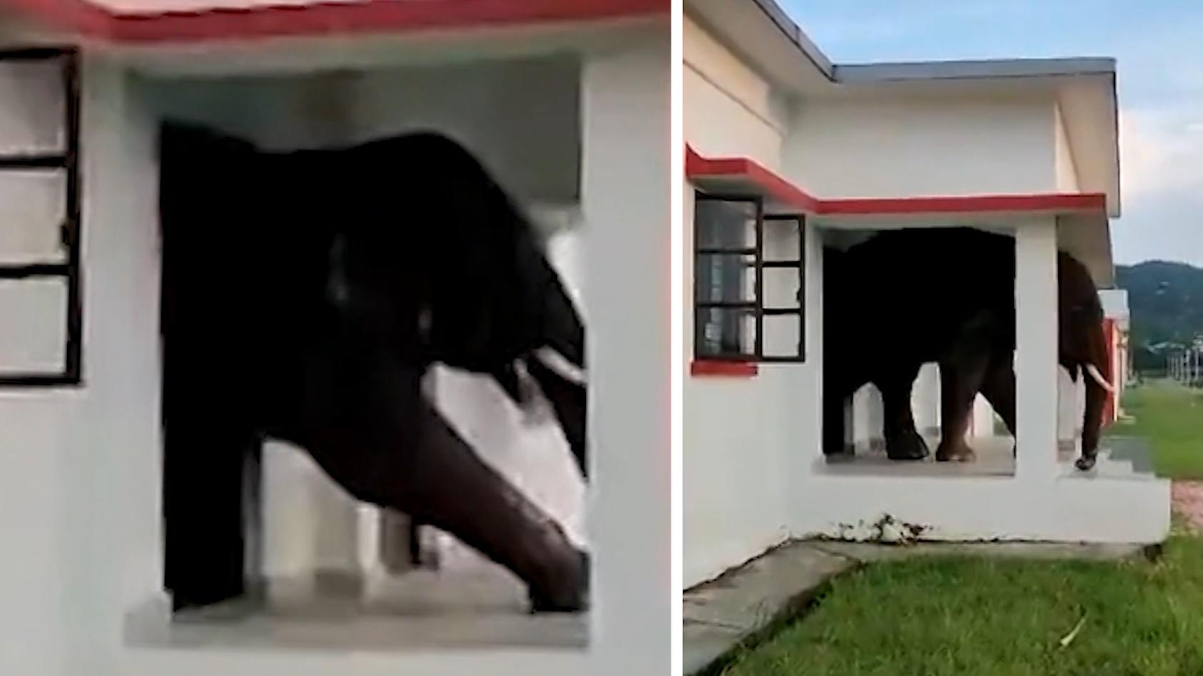 Elefant bricht in Wohnhaus ein - und bleibt fast stecken! Weil er "hangry" ist