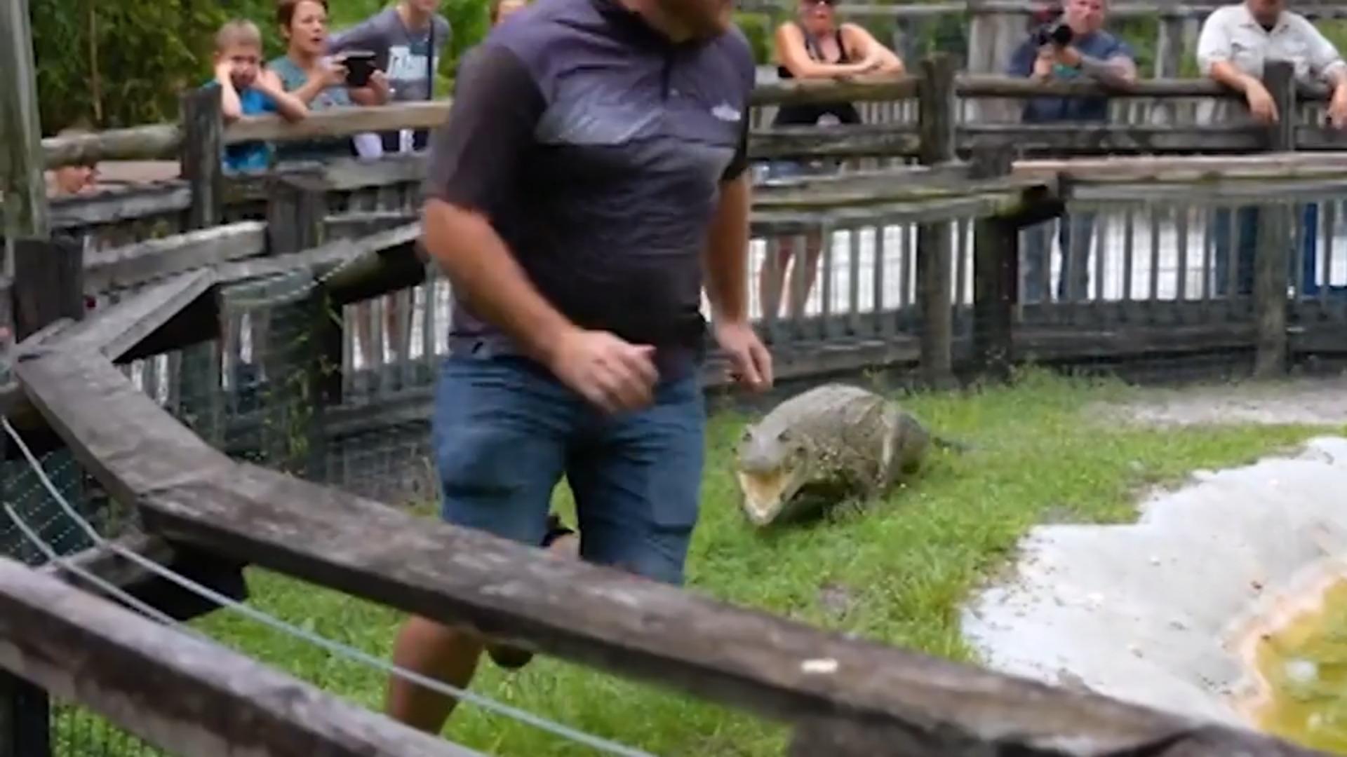 Krokodil macht Jagd auf Tierpfleger Im Vollsprint!