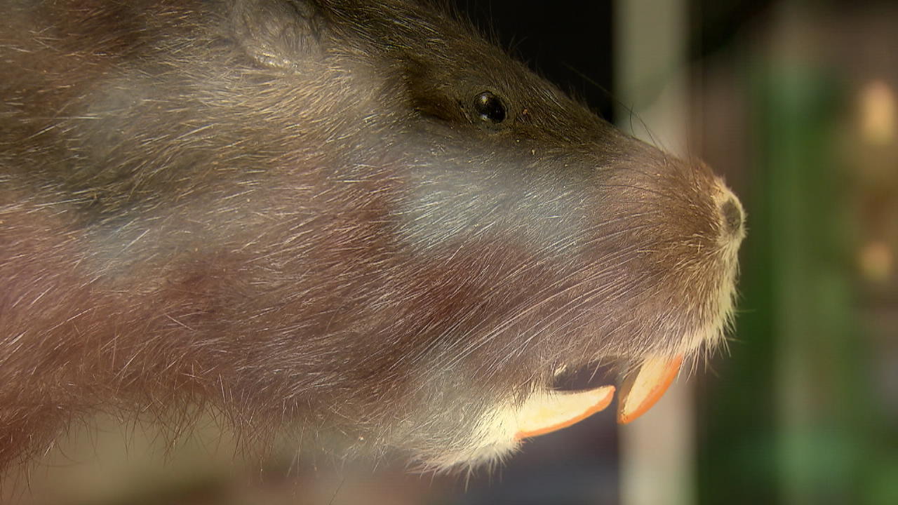 Lecker Biberratte Nutria-Kochkurs