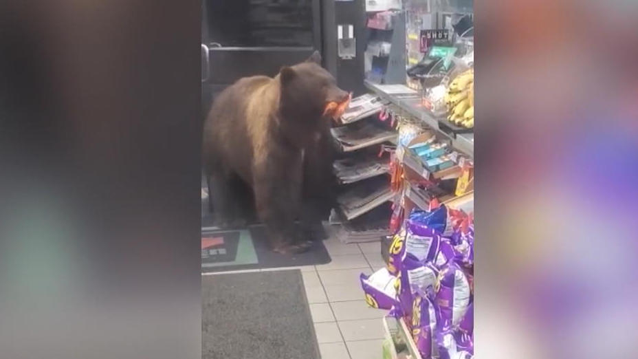 Bär raubt Supermarkt wieder und wieder aus Süchtig nach Süßem