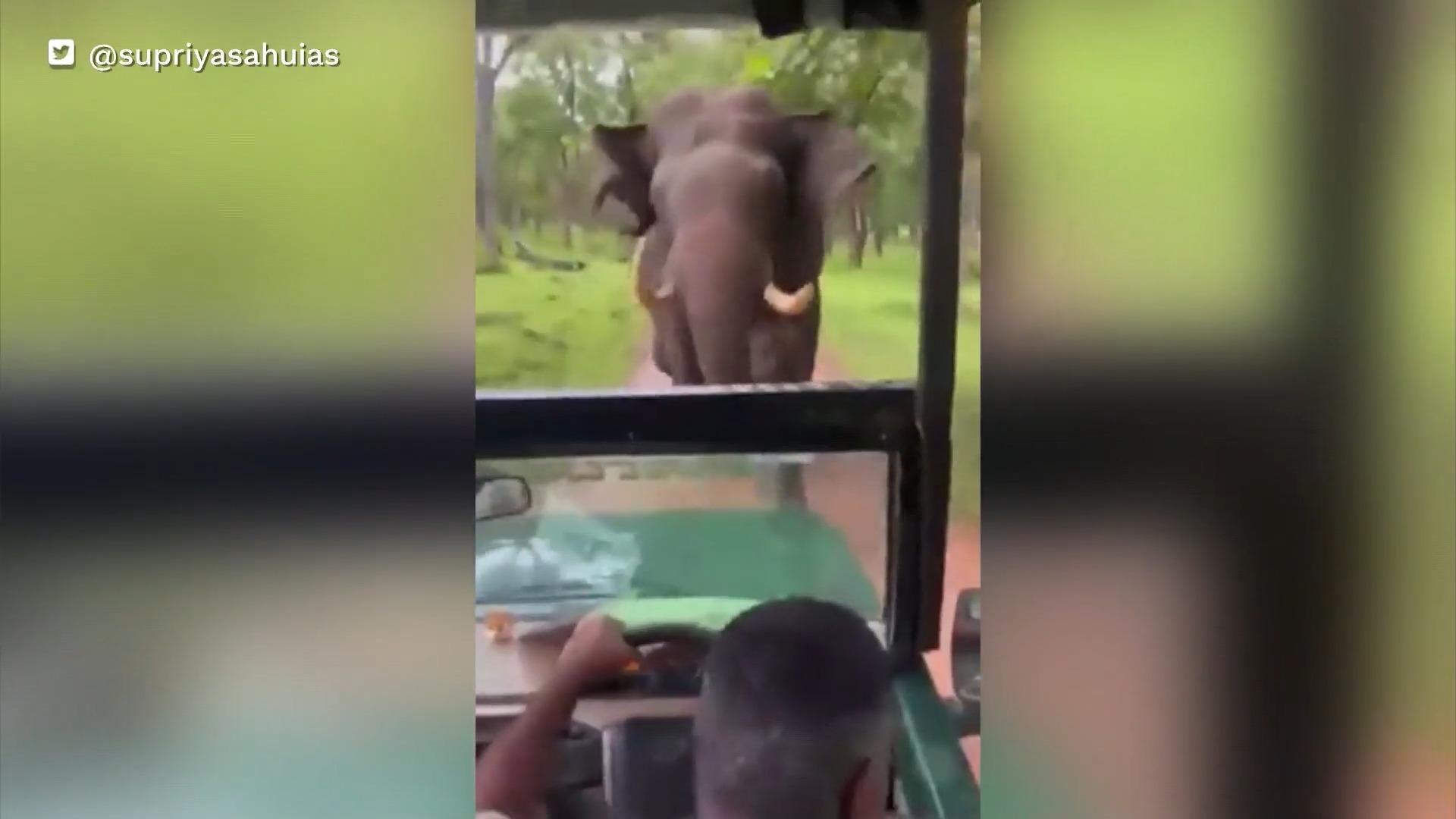 Wütender Elefant stürmt auf Jeep zu Schock auf Safari