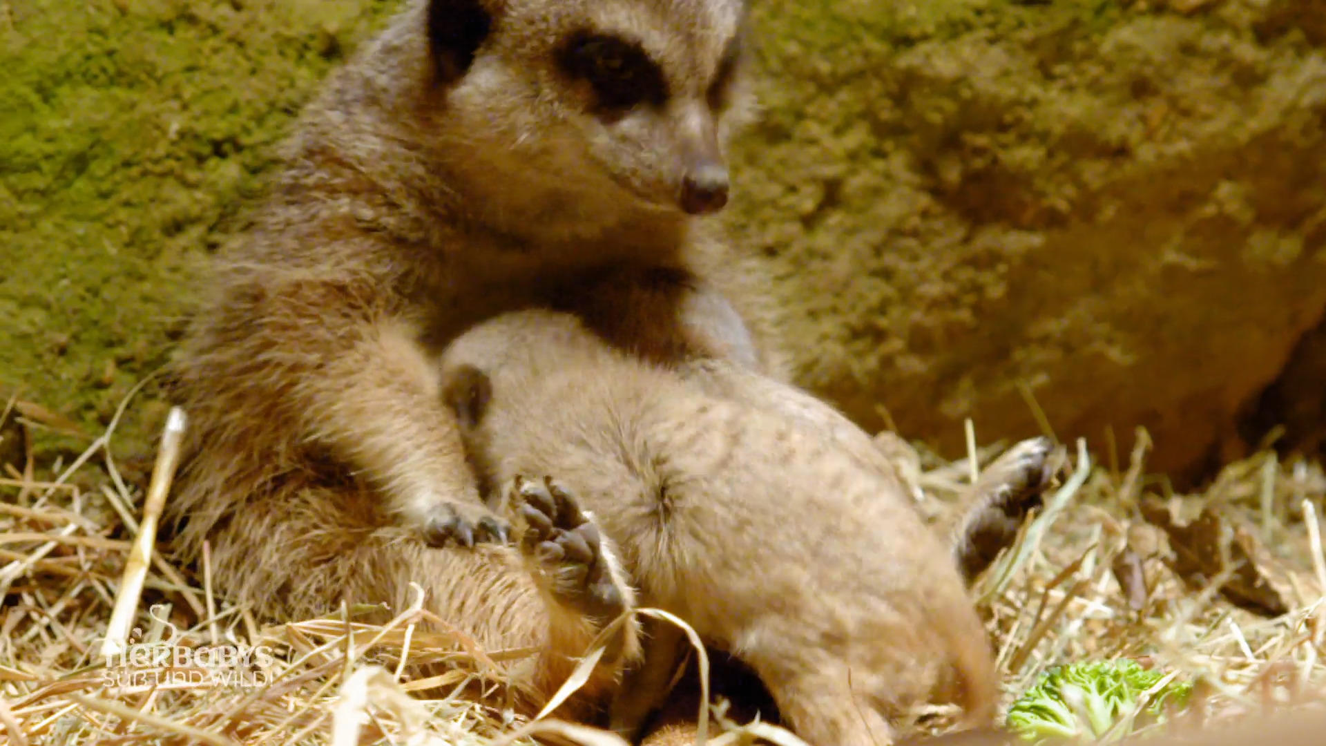 Die Erdmännchen-Mama ist schön weich Total verschmust