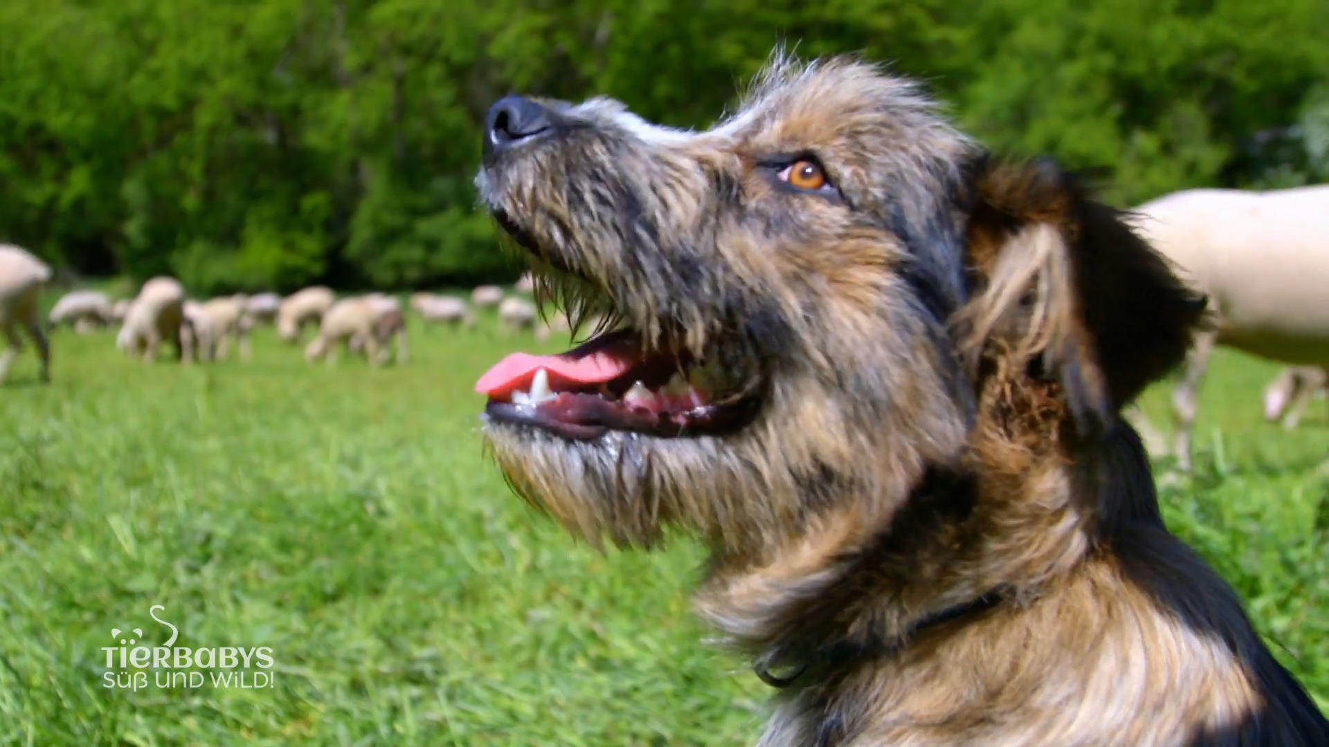 Hütehund Lutzi hat ein neues Idol Ein Fall für Hexor
