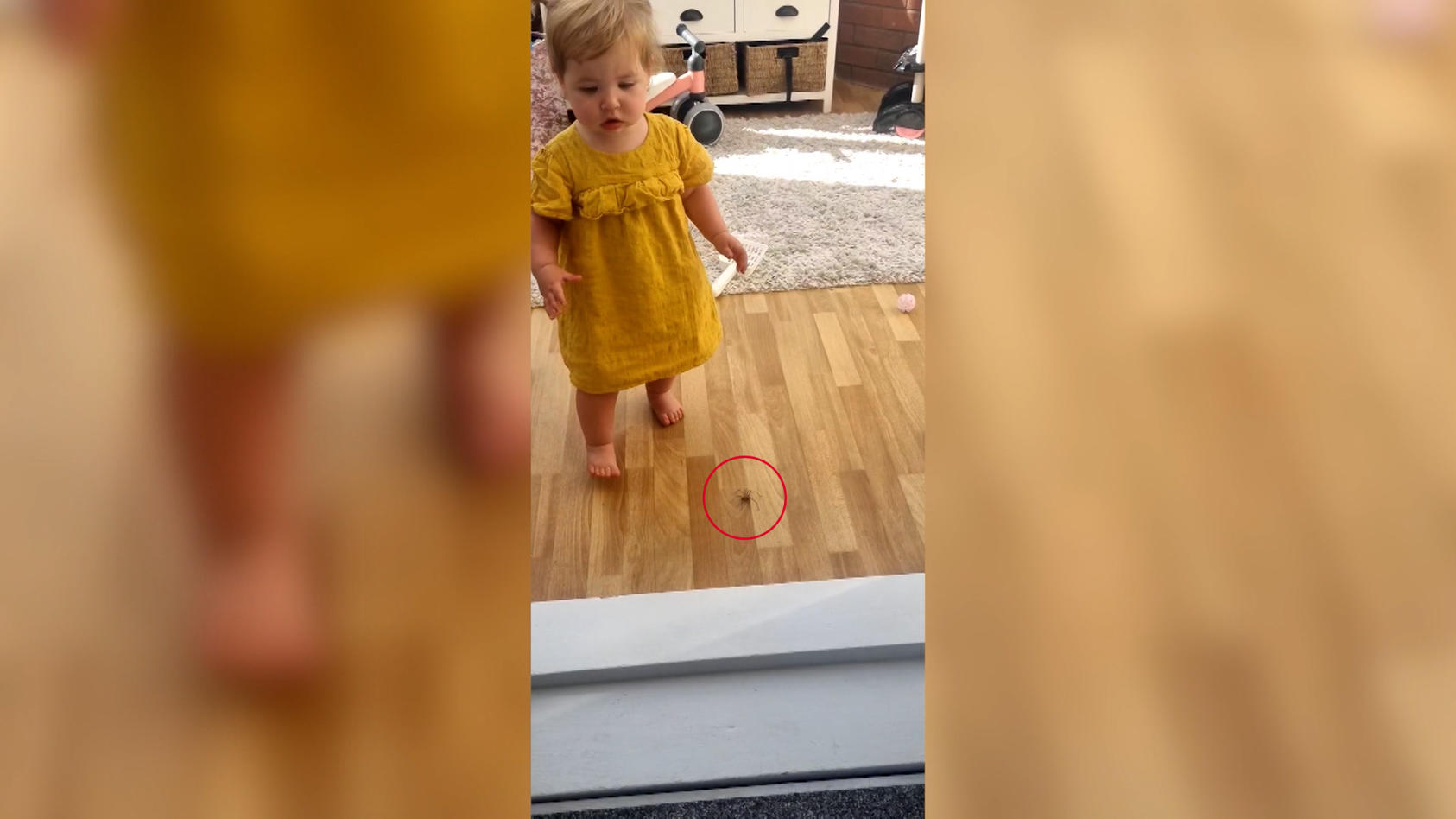 Einjährige tritt beinahe auf Ekelspinne Während Mama filmt
