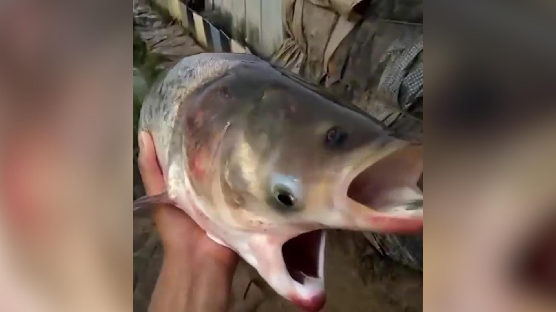 Radioaktiv verseucht? Angler fischt Horror-Fisch aus See! Sie tauften ihn „Chernobyl-Fisch“