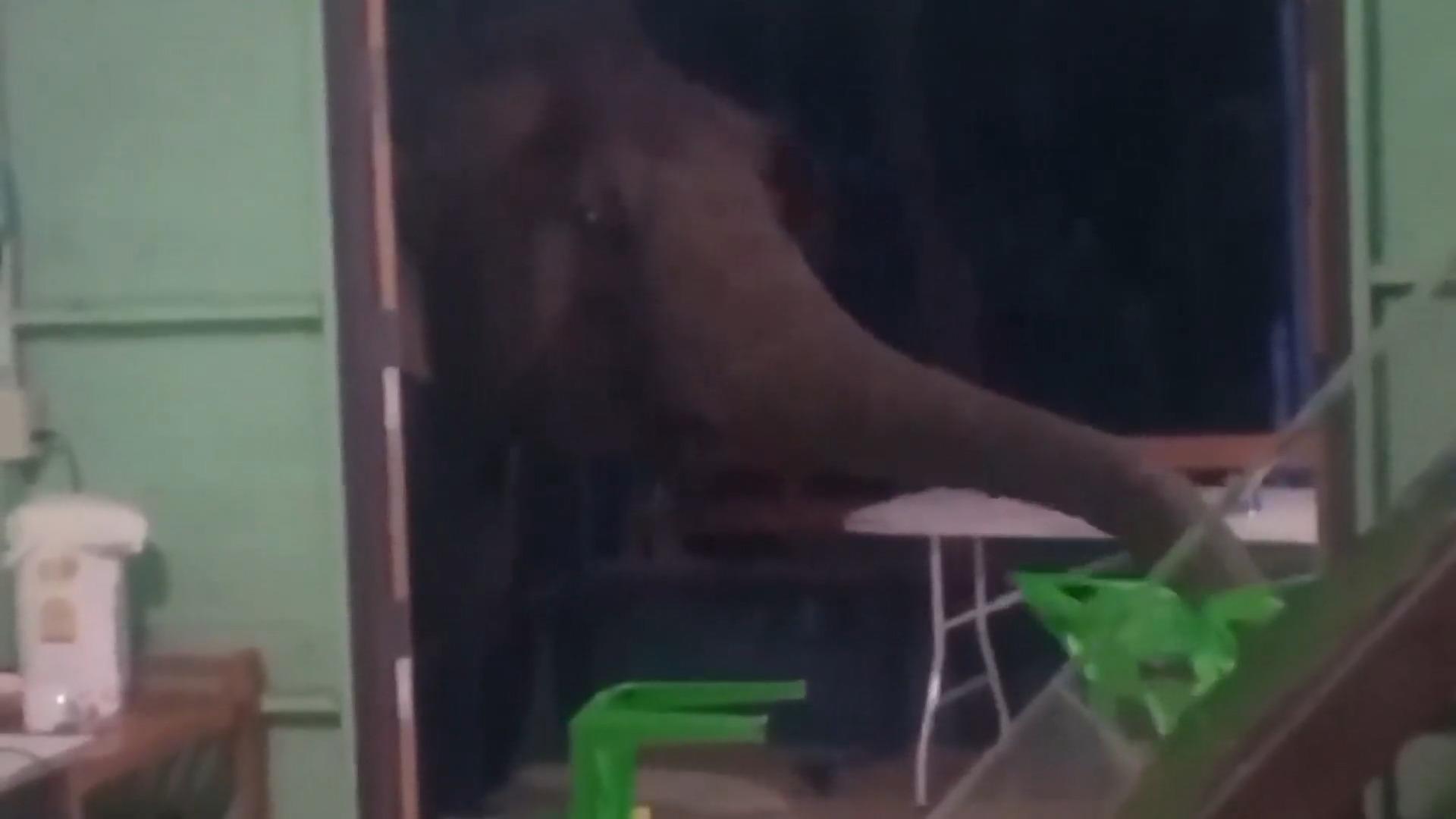 Thailand: Wildgewordener Elefant auf der Suche nach Essen Häufung von Angriffen im September