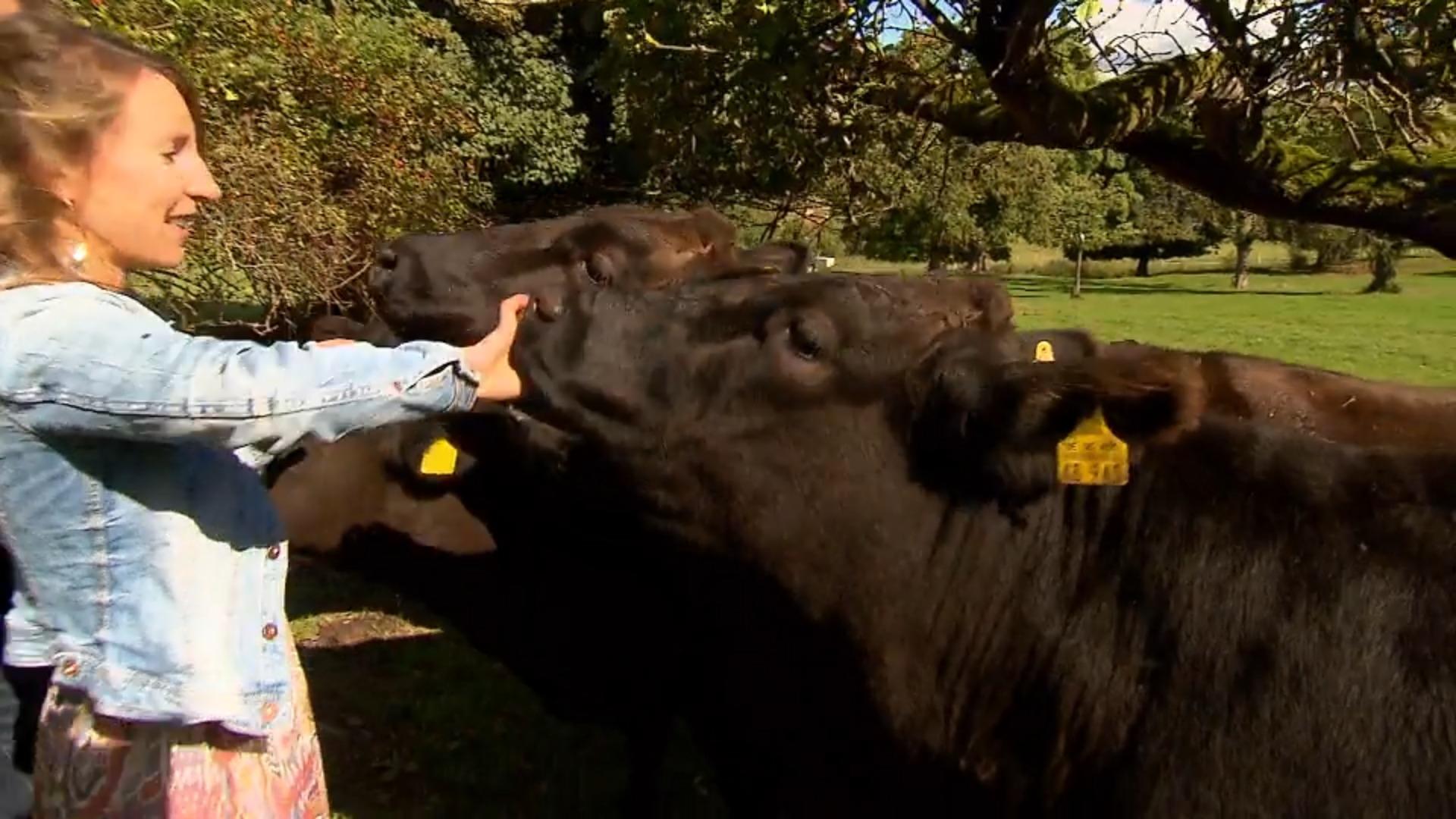 Ehepaar züchtet Wagyū-Rinder Massage für Rinder