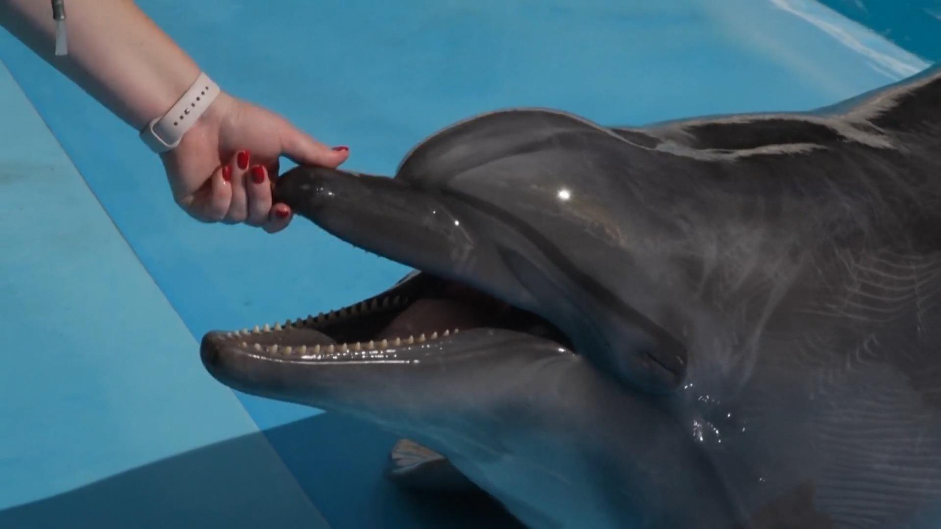 Charkiw: Delfine können nicht evakuiert werden Sie gewöhnen sich an die Kriegsgeräusche