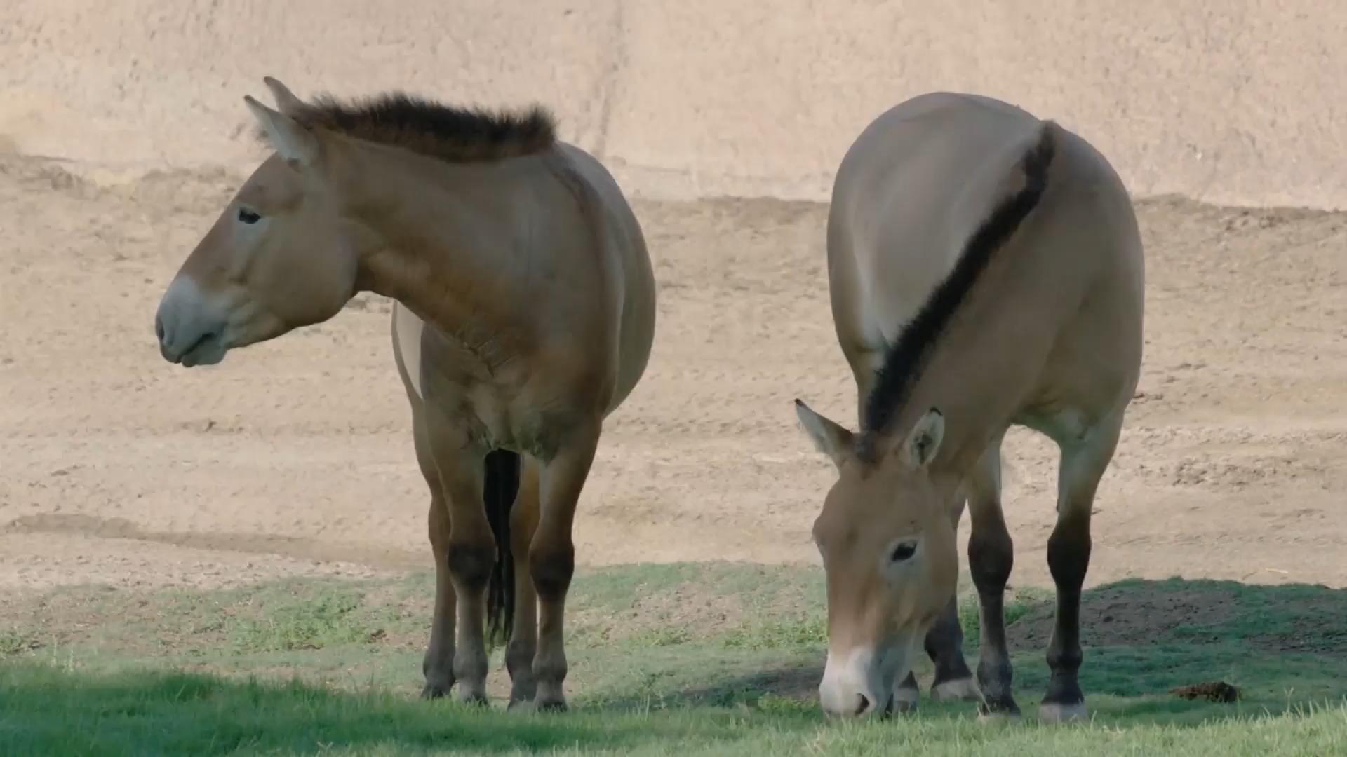Zoo präsentiert geklontes Pferd Diese Pferde galten als ausgestorben