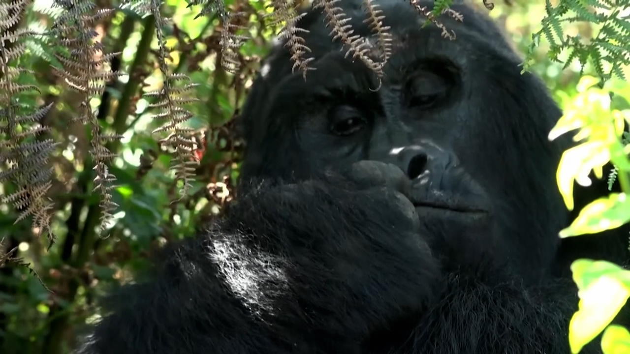 Hier lernen Kinder, Gorillas zu schützen Berggorillas vom Aussterben bedroht