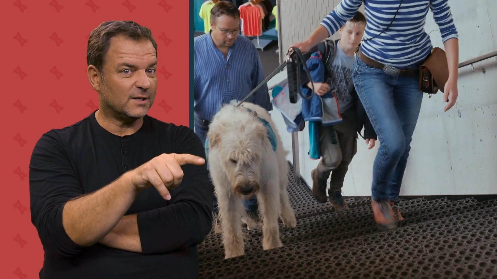 Die großen Hunde mit Martin Rütter Der schüchterne Riese Vrodo traut