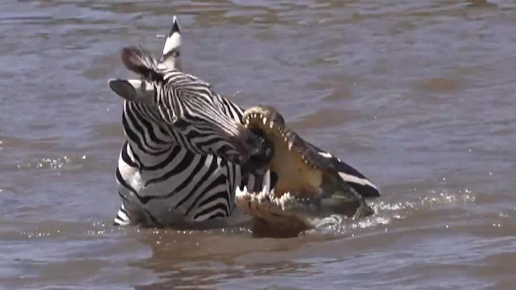 Zebra kämpft gegen fünf Krokodile Vorsicht bissig!
