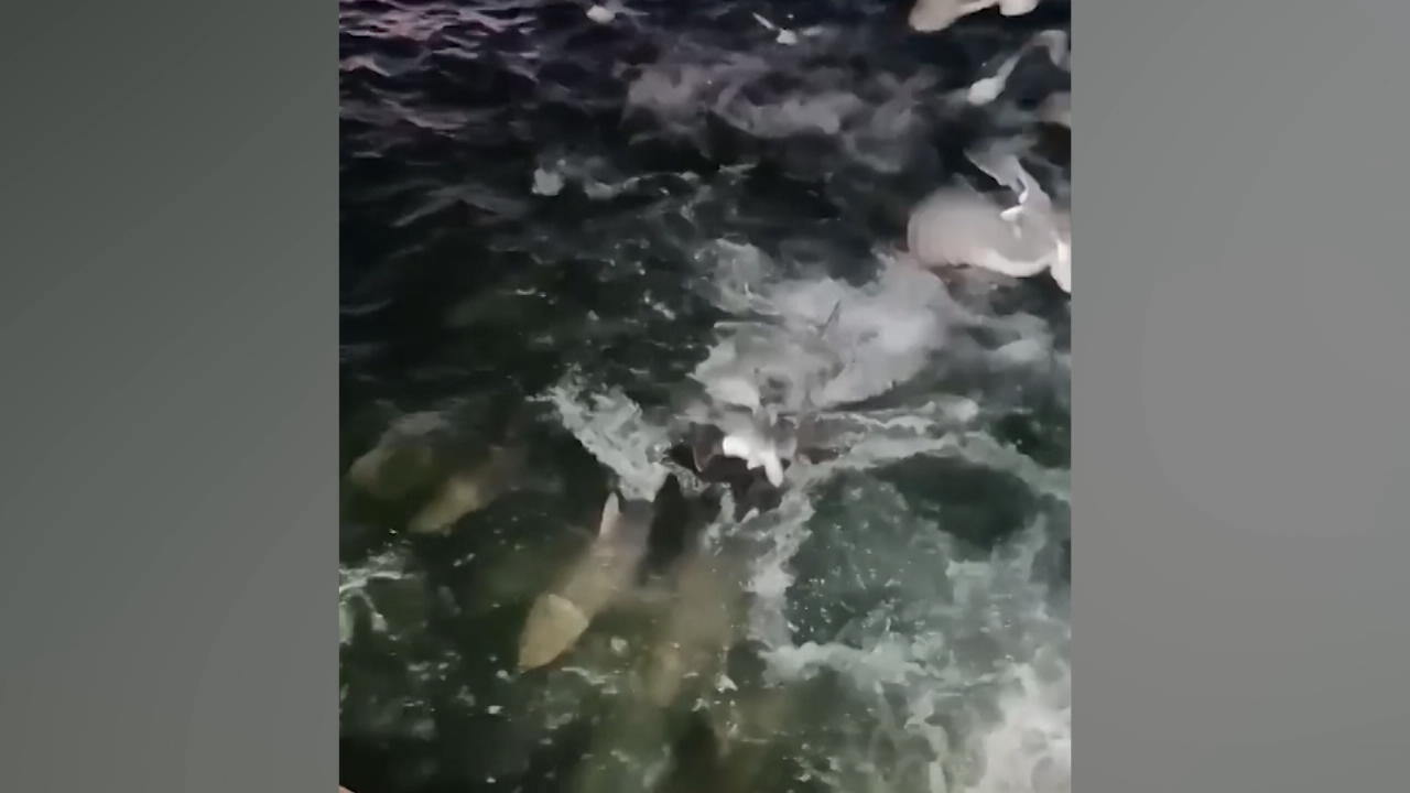 Fischer in Angst! Tausende Haie verfolgen Fischerboot Hai-Alarm!