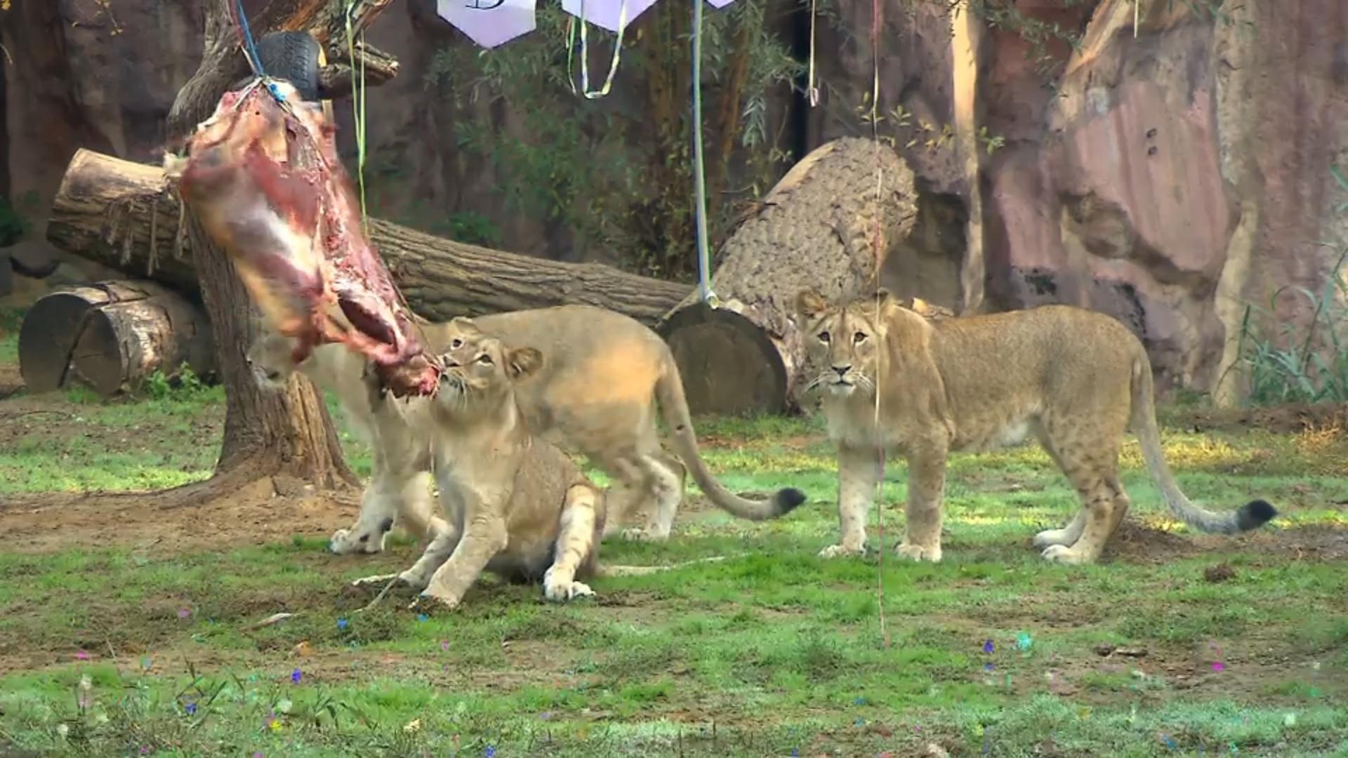 Löwen-Drillinge feiern Geburtstag Tierischer Tag