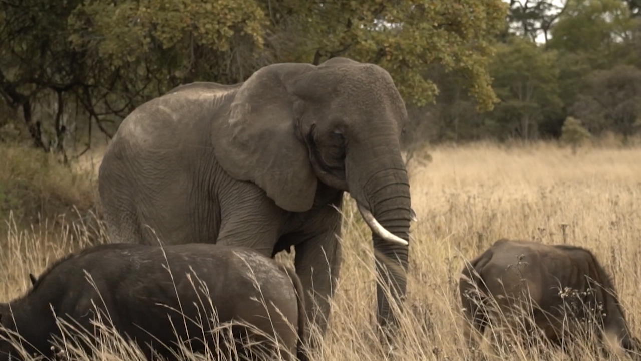 Elefantendame führt Büffelherde an Seit mehr als 50 Jahren