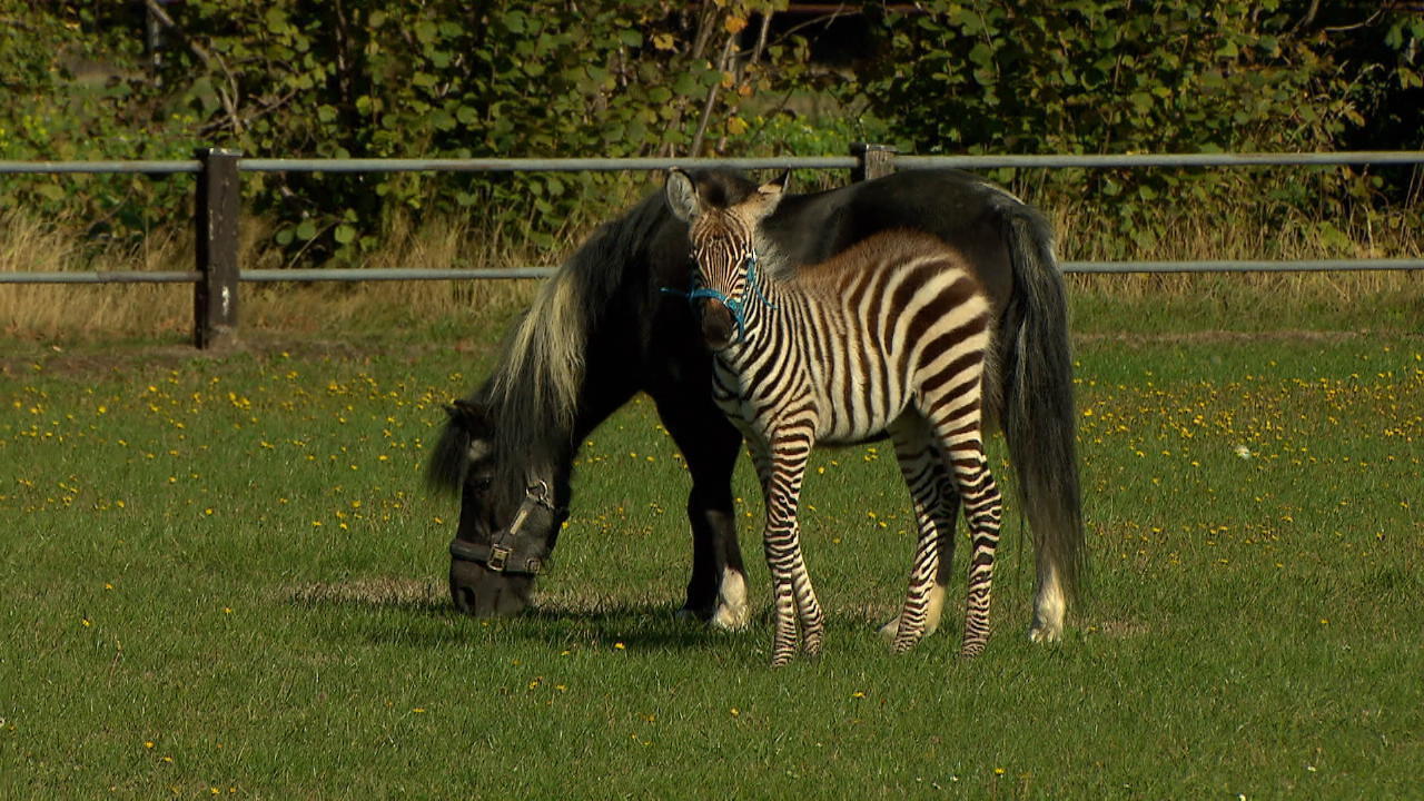 Shetlandpony adoptiert verwaistes Zebra-Fohlen Ein ungleiches Dou