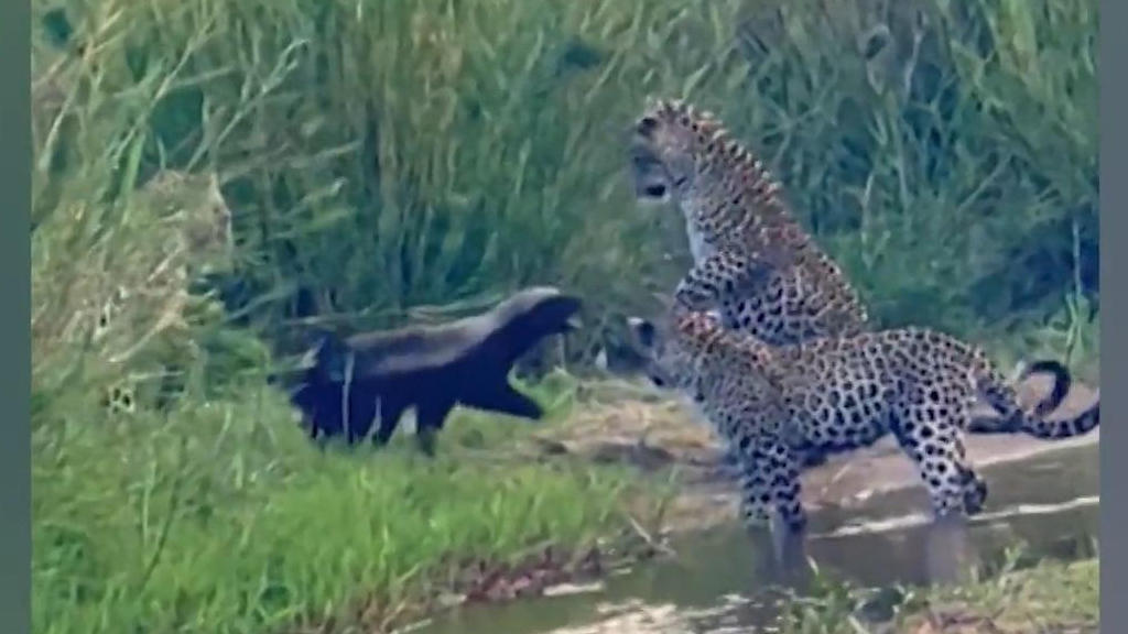 Drei gegen einen: Honigdachs kämpft gegen Leoparden Unglaubliche Szene